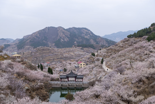 樱桃花开