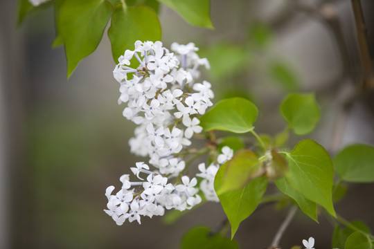 迎春花