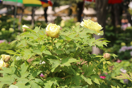 牡丹花骨朵花蕊花苞