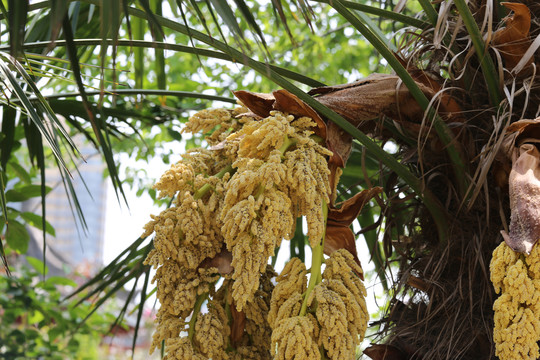 棕榈树花苞