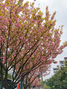 樱花