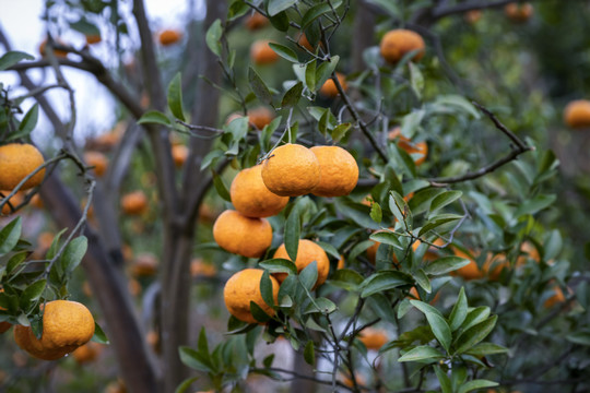 橘子果园