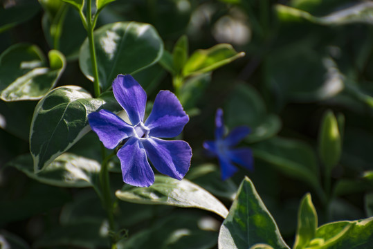 攀缠长春花