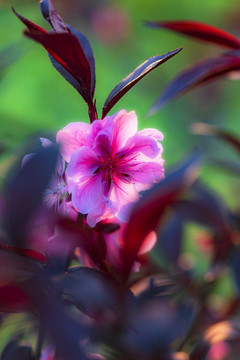 紫叶桃花