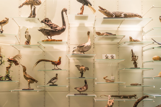 自然博物馆鸟类标本