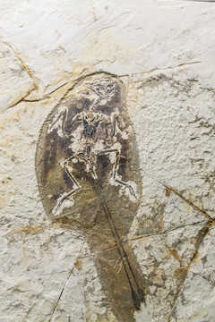 辽宁白垩纪鸟化石
