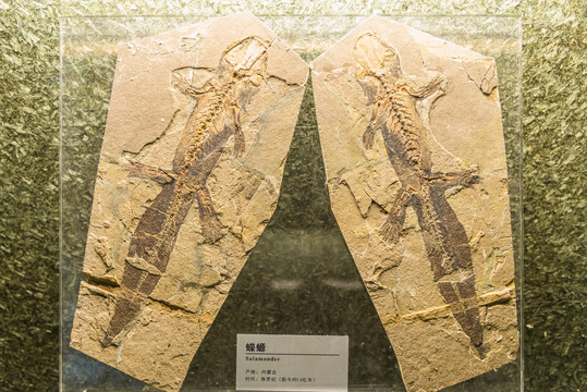 内蒙古侏罗纪蝾螈化石