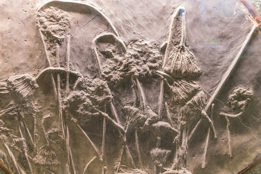 贵州三叠纪创孔海百合化石