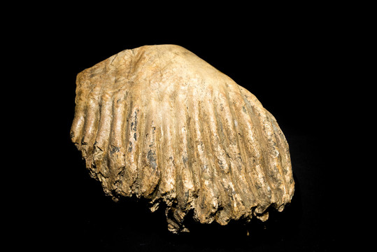 菱齿象上臼齿化石