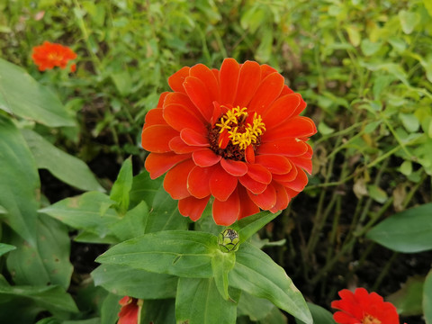 红花百日菊