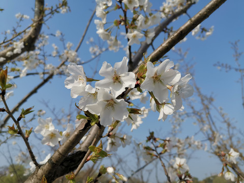 日本樱花