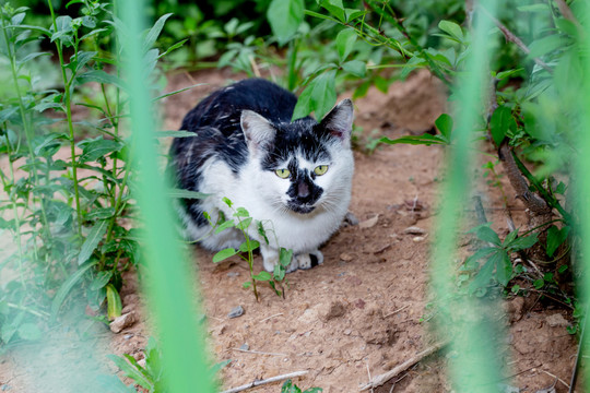 花猫