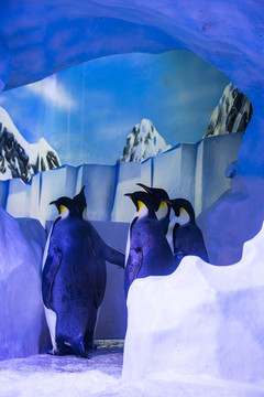 极地冰川帝企鹅