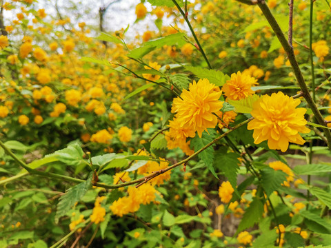 棣棠花