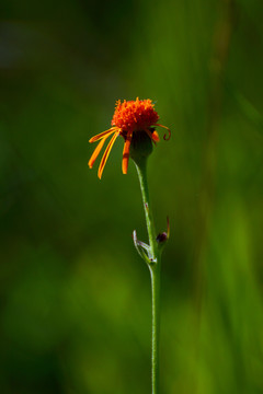 野菊花