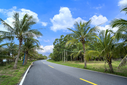 海边棕榈公路