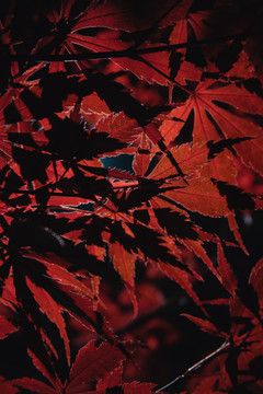 红叶秋季漂亮