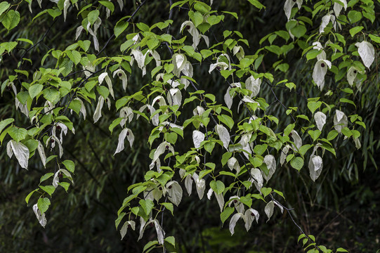 植物活化石珙桐树鸽子花