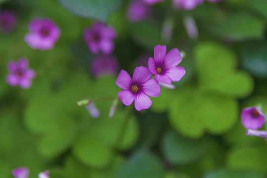 红花酢浆草