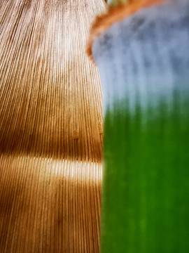 竹子与笋壳