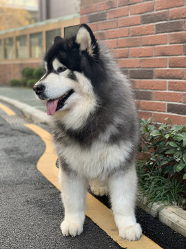 在路边的阿拉斯加雪橇犬