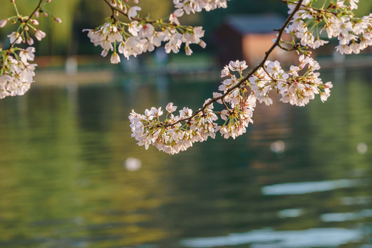 杭州西湖春季樱花风景