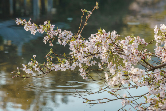 杭州西湖花港观鱼春季樱花风景