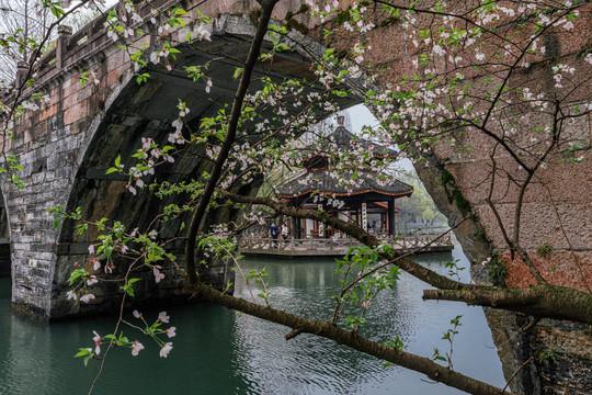 杭州西湖茅家埠春季樱花风景