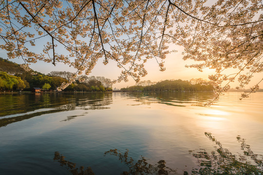 杭州西湖苏堤春季樱花风景