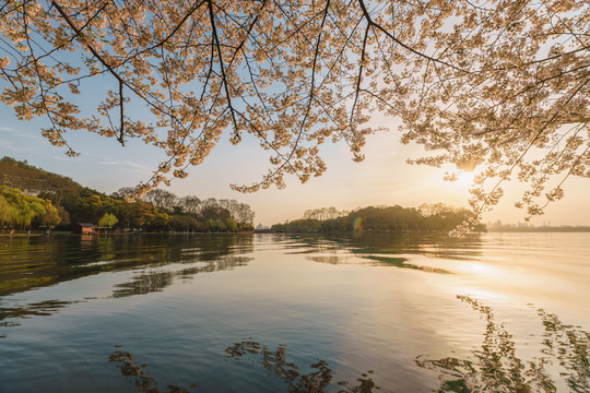 杭州西湖苏堤春季樱花风景