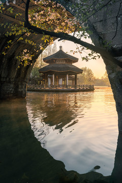 杭州西湖茅家埠春季樱花风景