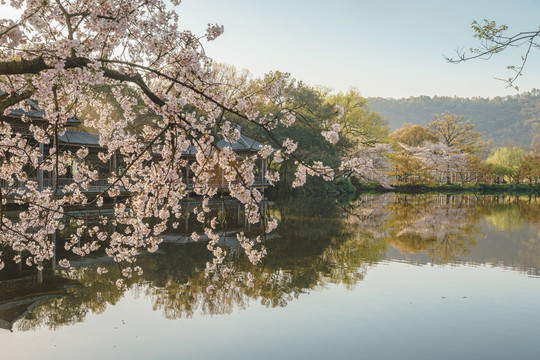 杭州西湖花港观鱼春季樱花风景