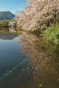 杭州西湖花港观鱼春季樱花风景