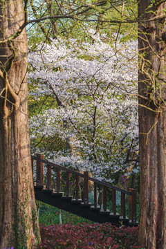 春季樱花背景图
