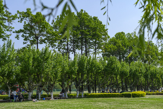 公园景观树