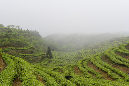 水城县茶园