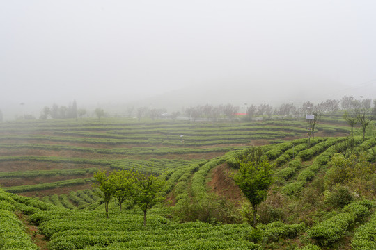 水城县茶园