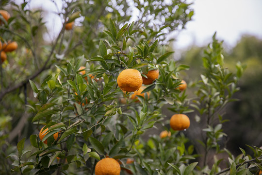 橘子果农果园