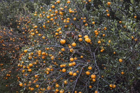 橘子果农果园