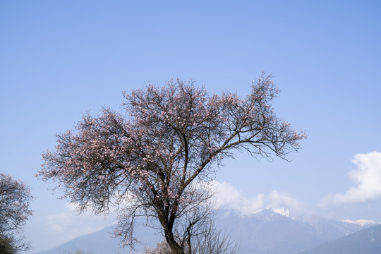 林芝桃花