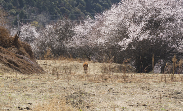 林芝桃花