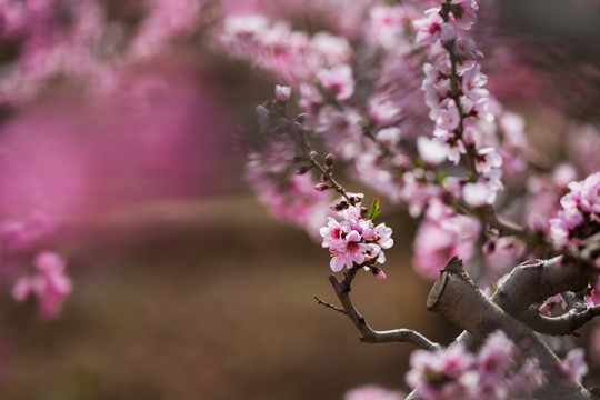 秦安桃花