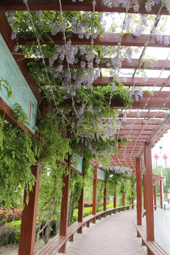 紫藤花长廊