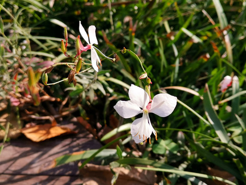 山桃草花