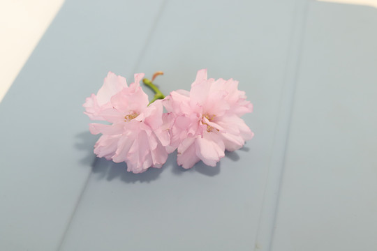 仅一朵粉色樱花