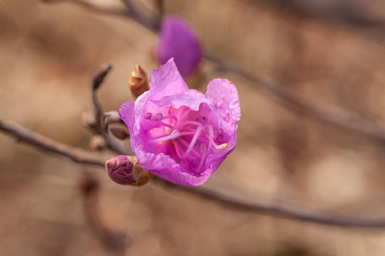 微距摄影春天花朵花蕾特写33