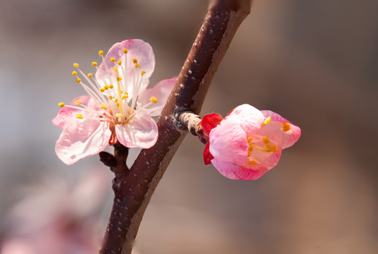 微距摄影春天花朵花蕾特写45