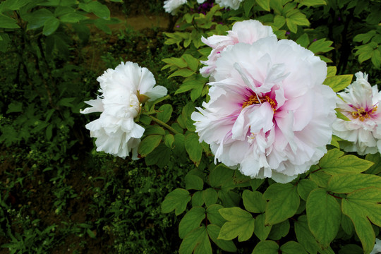 牡丹花