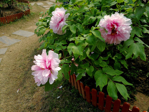 牡丹花