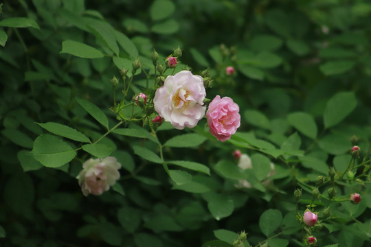 七姊妹花